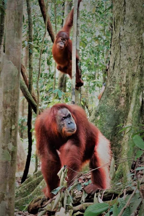 Bukit Lawang Hotel Luaran gambar