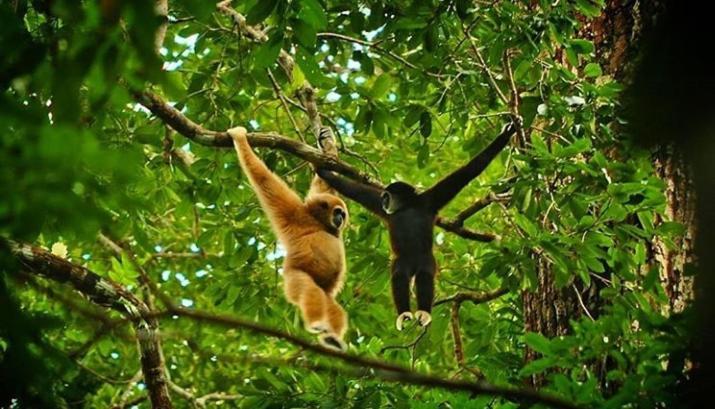 Bukit Lawang Hotel Luaran gambar