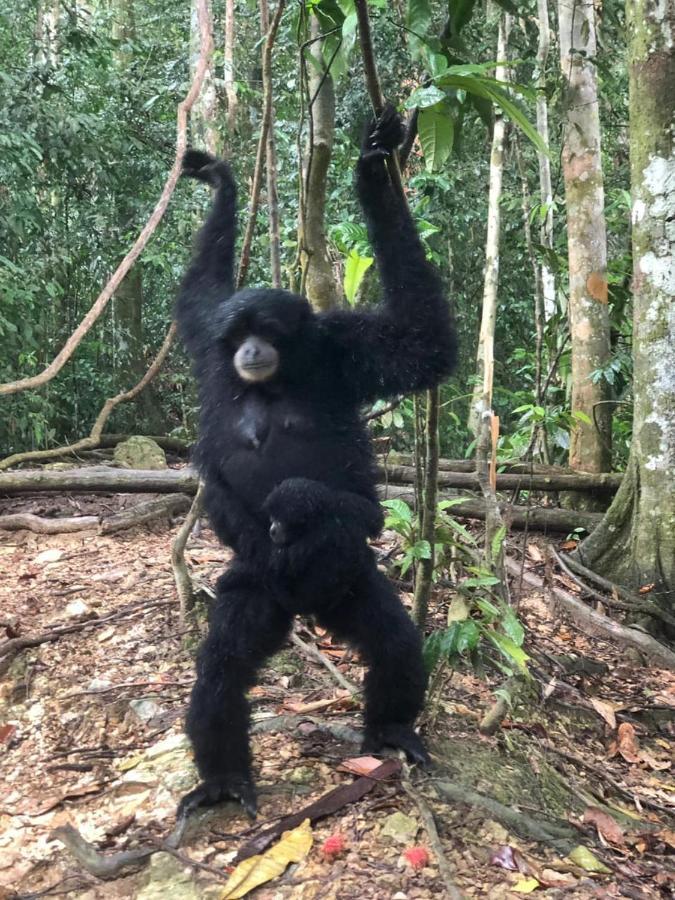 Bukit Lawang Hotel Luaran gambar