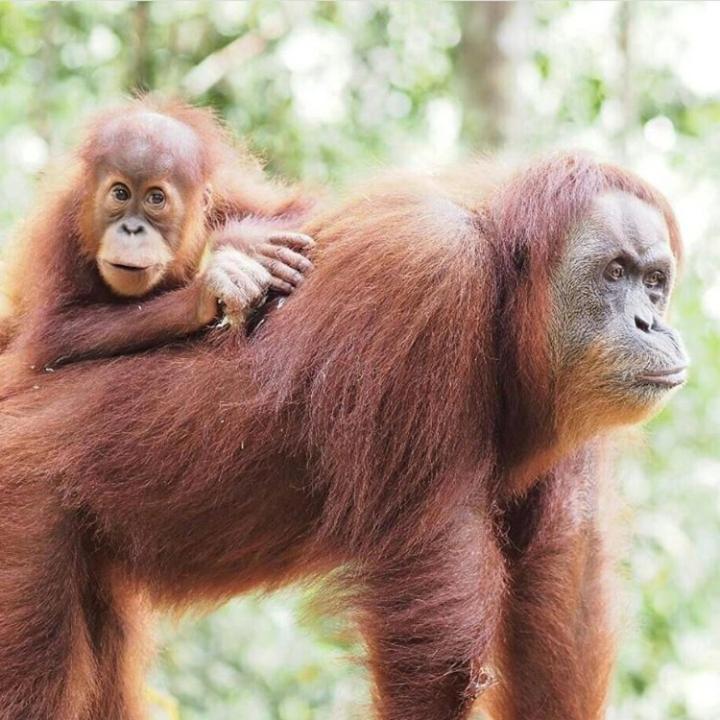 Bukit Lawang Hotel Luaran gambar