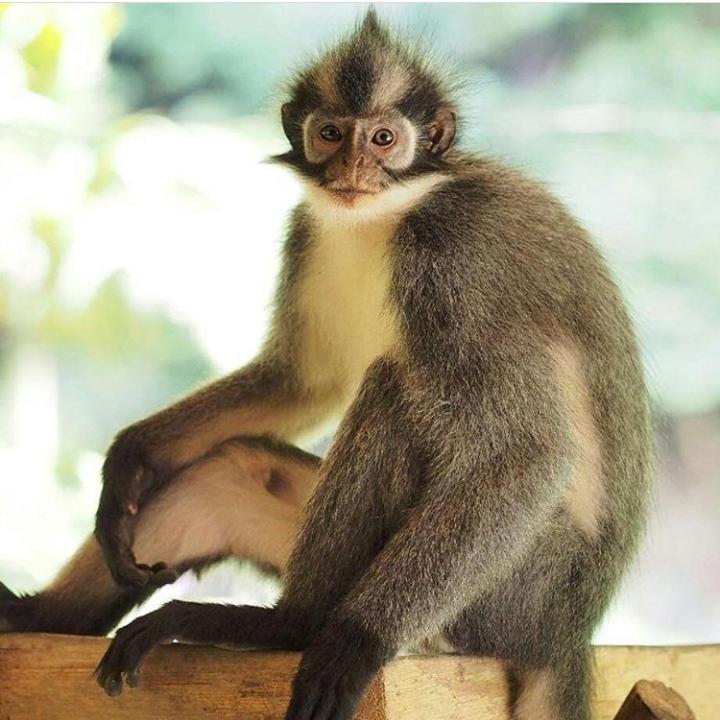 Bukit Lawang Hotel Luaran gambar