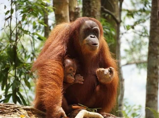 Bukit Lawang Hotel Luaran gambar